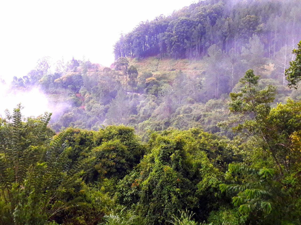 אלה Green Paradise מראה חיצוני תמונה
